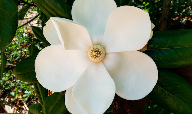 magnolia-grandiflora